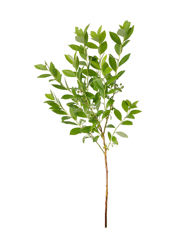 【生花】ブルーベリー 1本