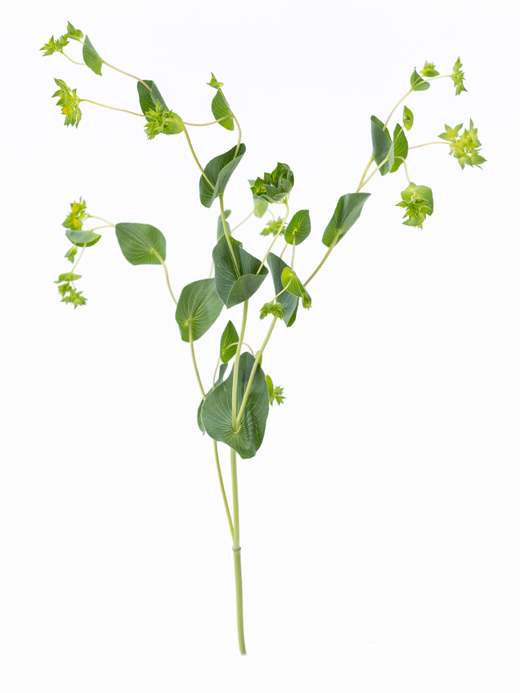 【生花】ブプレリウム 品種おまかせ1本