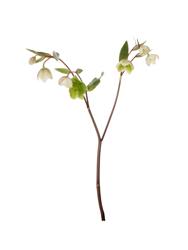 【生花】クリスマスローズ マグニフィシェントベル1本