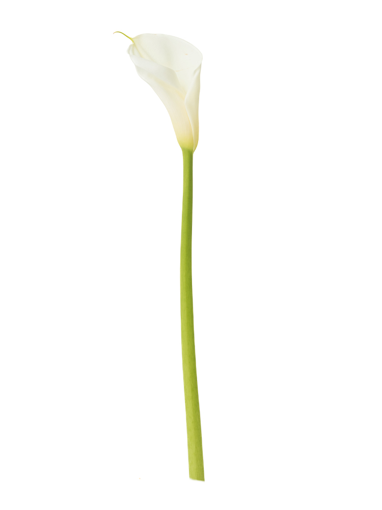 生花】カラー(白) 品種おまかせ【60cm/愛知県】｜Flower Smith