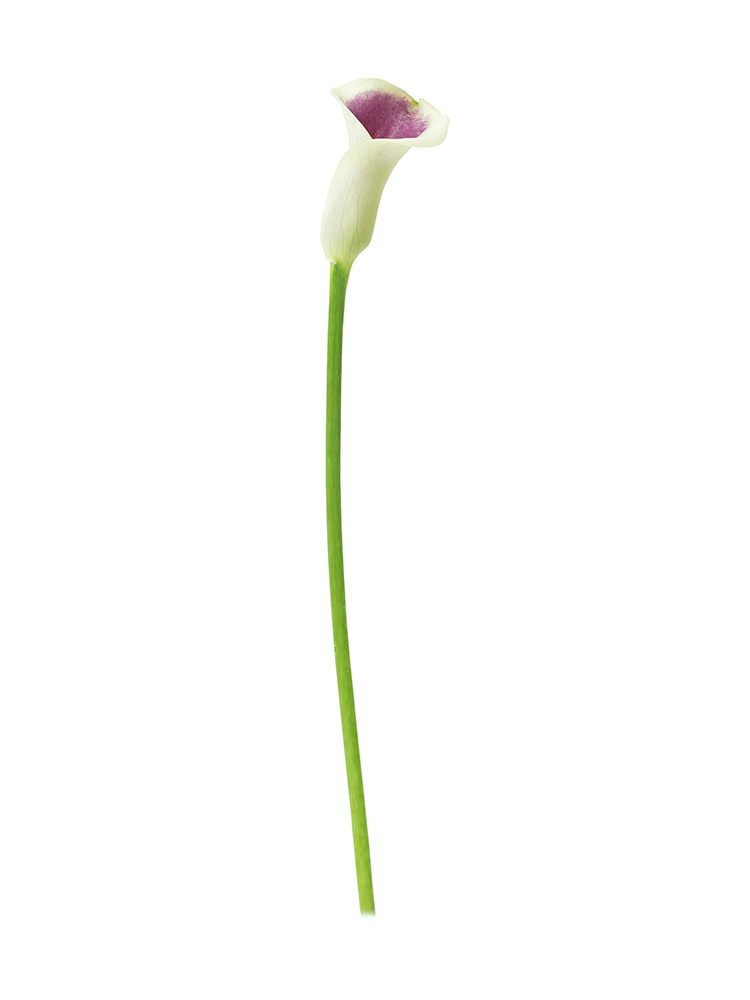 生花】カラー ピカソ【白紫/50cm/福島県】｜Flower Smith Market