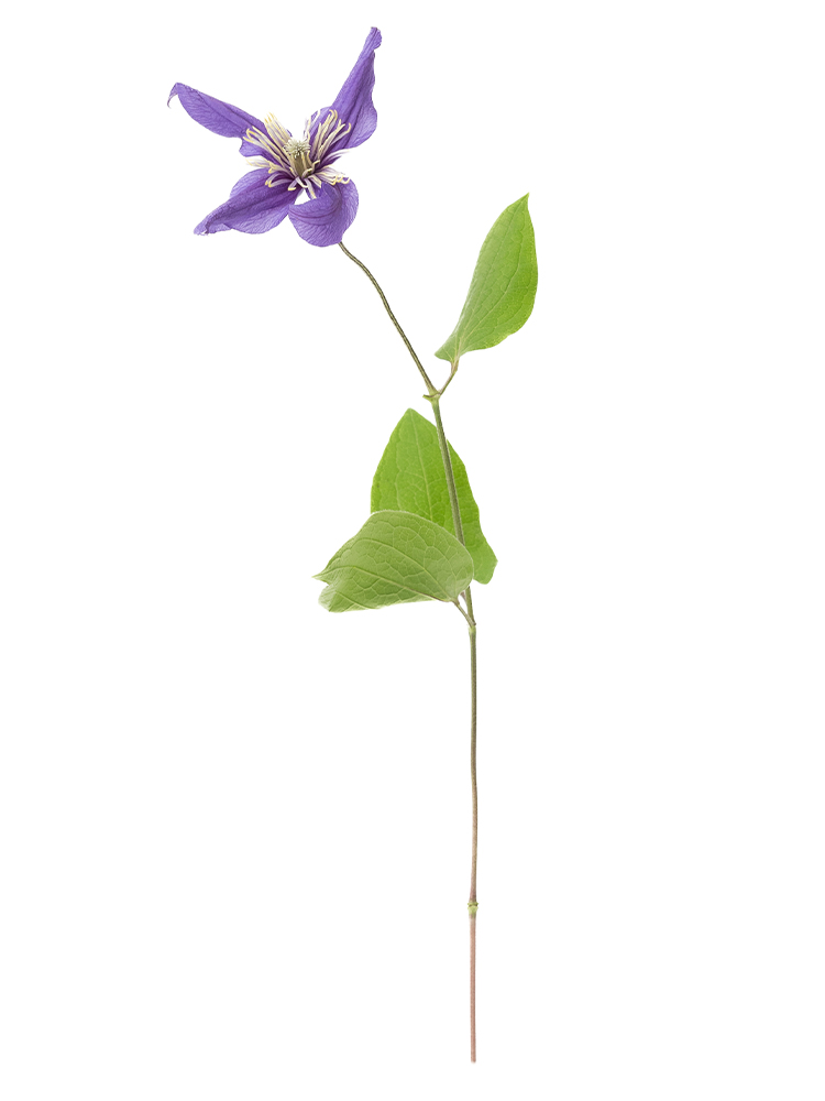 【入荷花材】クレマチス　デュランディ1本