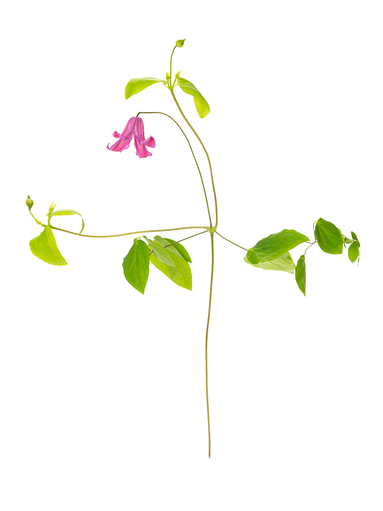 【生花】クレマチス エトワールローズ1本