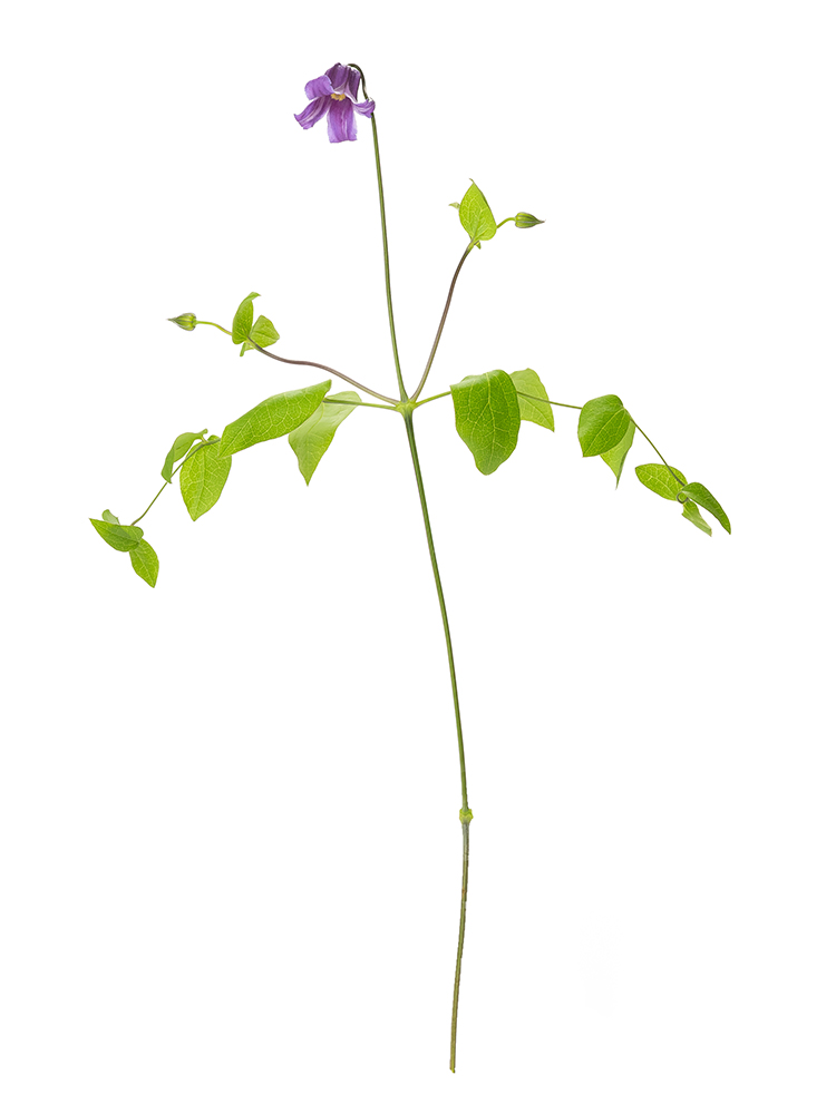 【生花】クレマチス 籠口1本