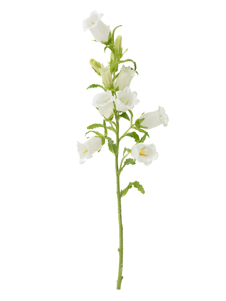 【生花】カンパニュラ(白) 品種おまかせ1本