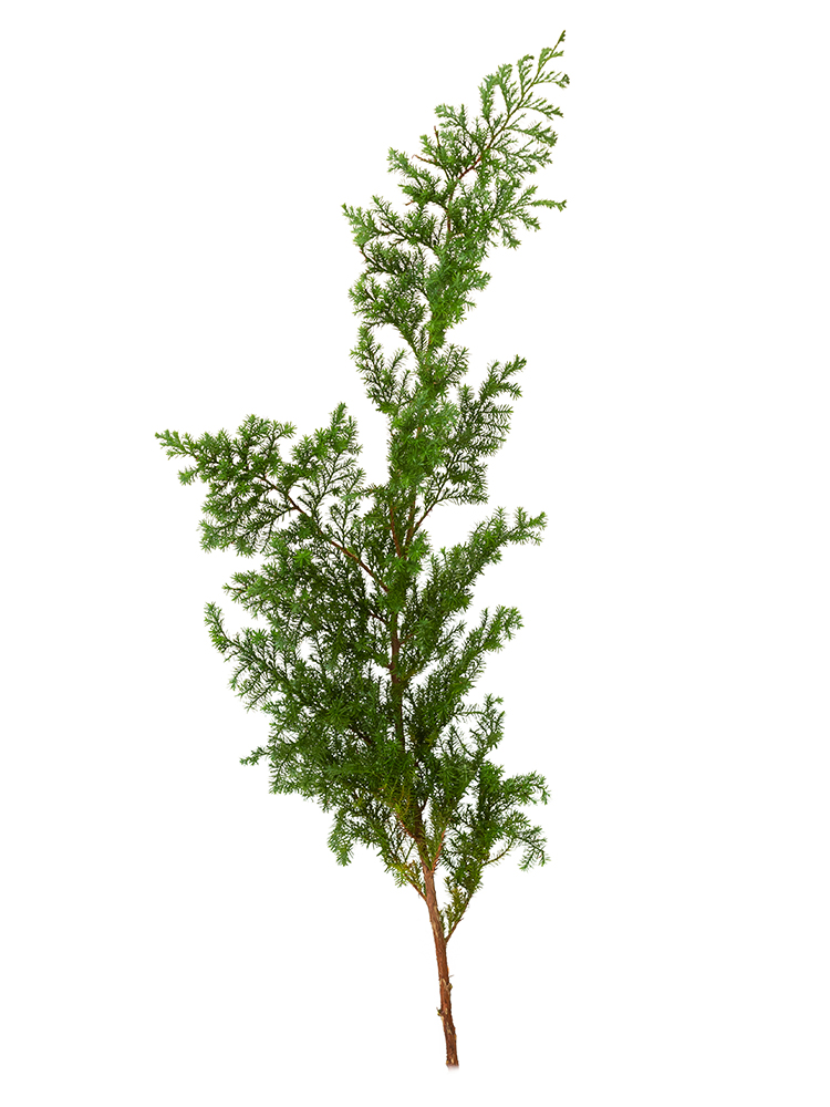 【翌日発送】コニファー　ひむろ杉1本