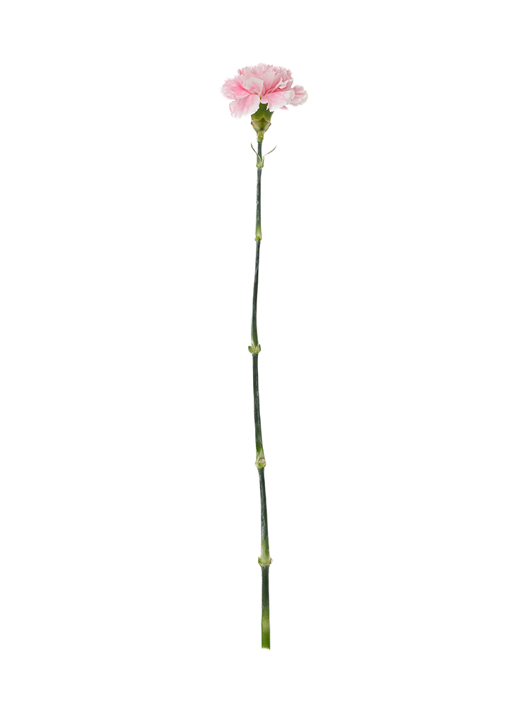 売約済み 二股かんざし〈菊large・Jellyfishなお花〉ヌーディピンク