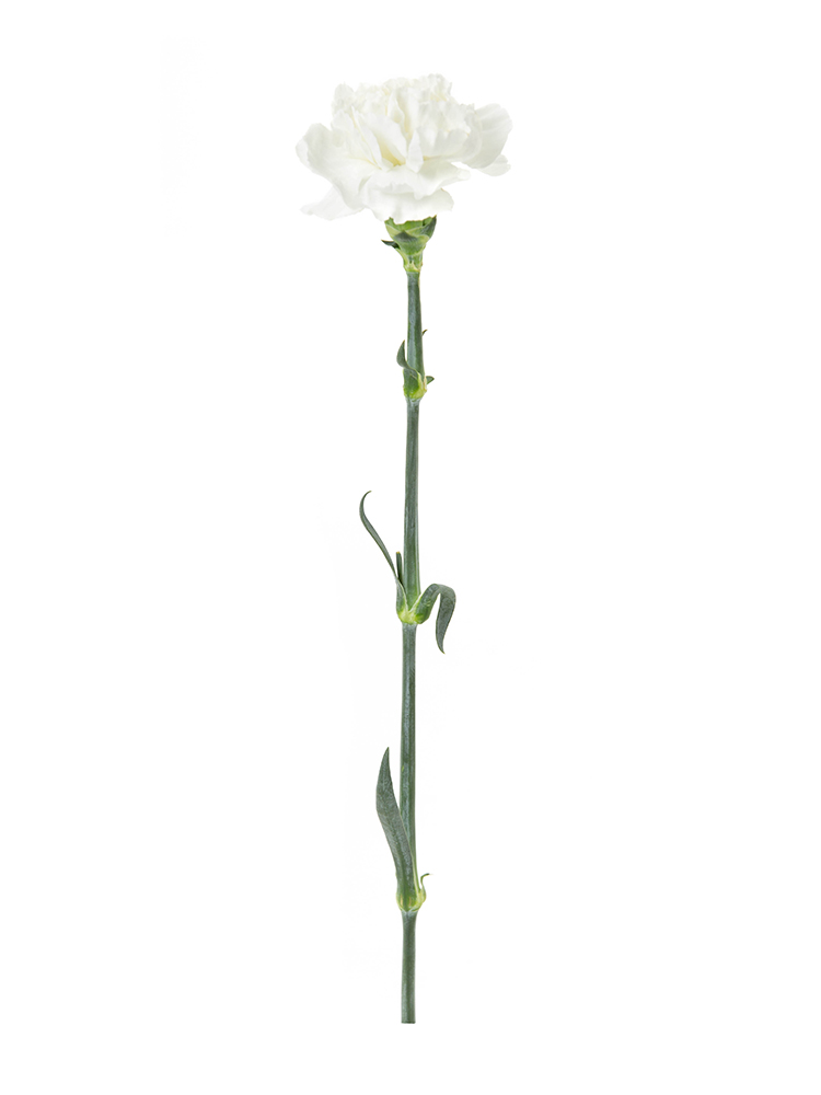 【入荷花材】カーネーション　ムーンライト1本