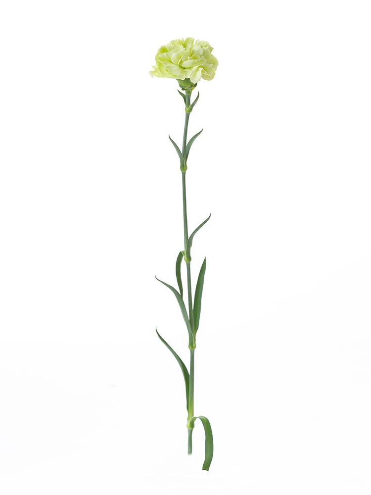 【生花】カーネーション 品種おまかせ(緑)1本