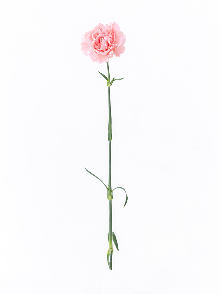 【生花】カーネーション 品種おまかせ(薄ピンク)1本