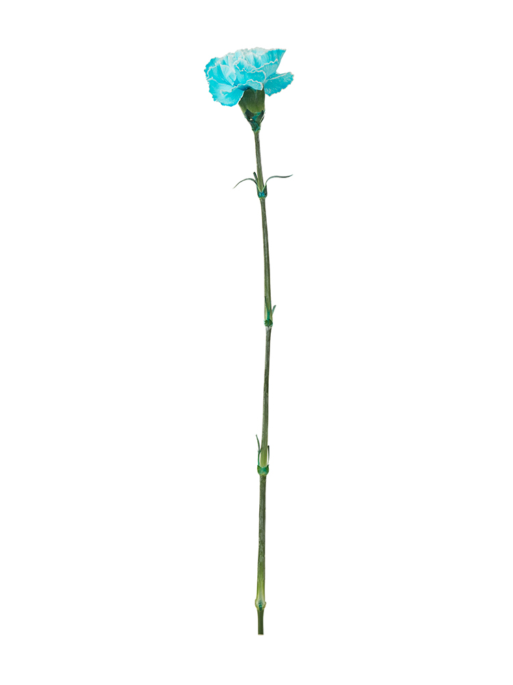 生花】カーネーション ティントブルー【水色/60cm/コロンビア