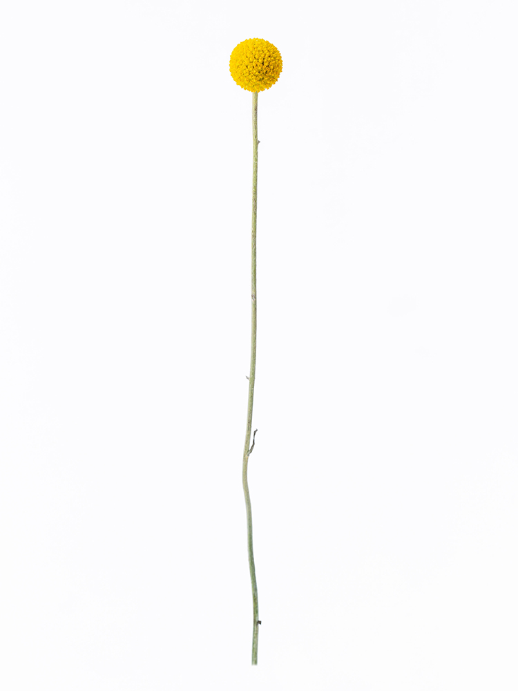 【入荷花材】クラスペディア　ゴールドスティック1本