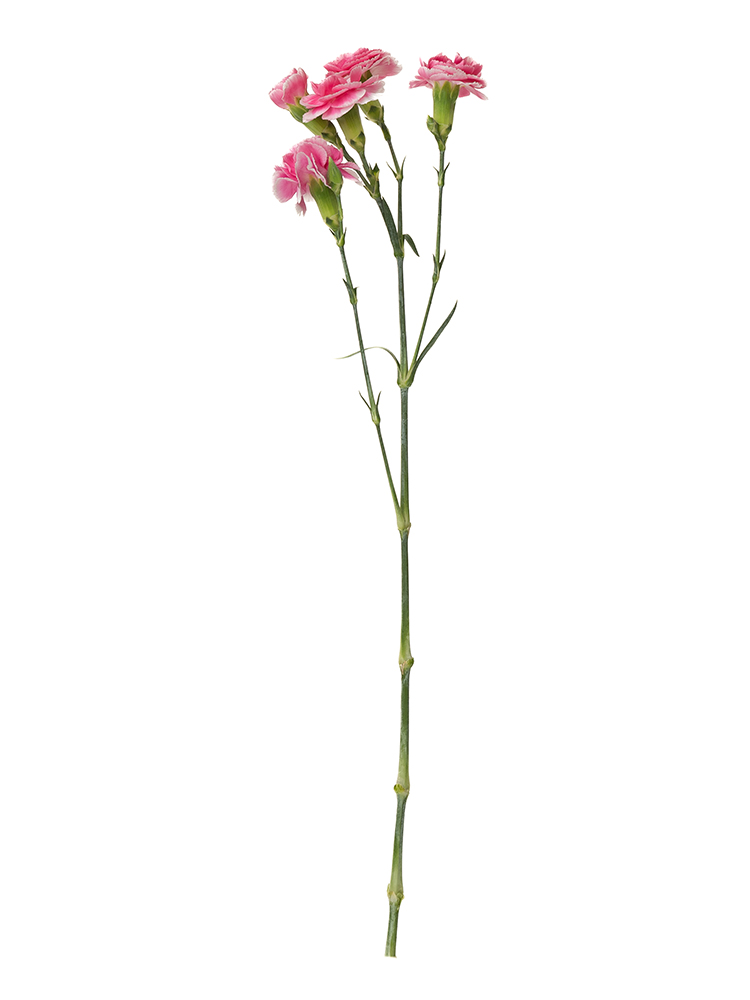 野の花 生花】スプレーカーネーション チェリーテッシノ【ピンク白/60cm