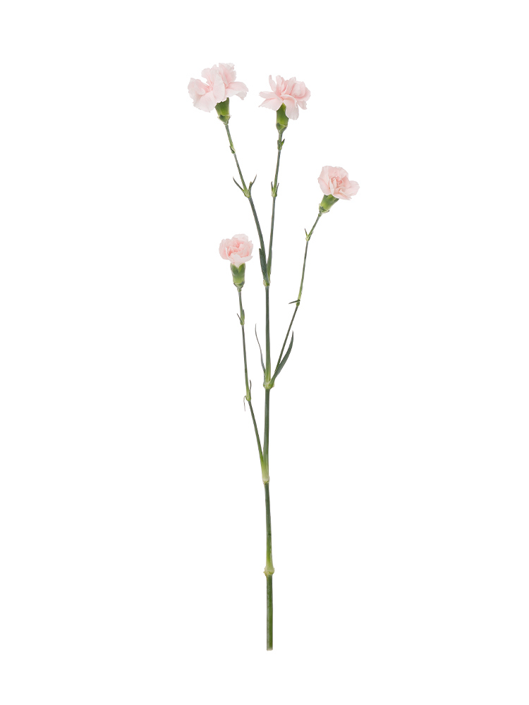 カーネーションさん専用 生花】カーネーション(おまかせグリーン):今週のオトク! - 花材