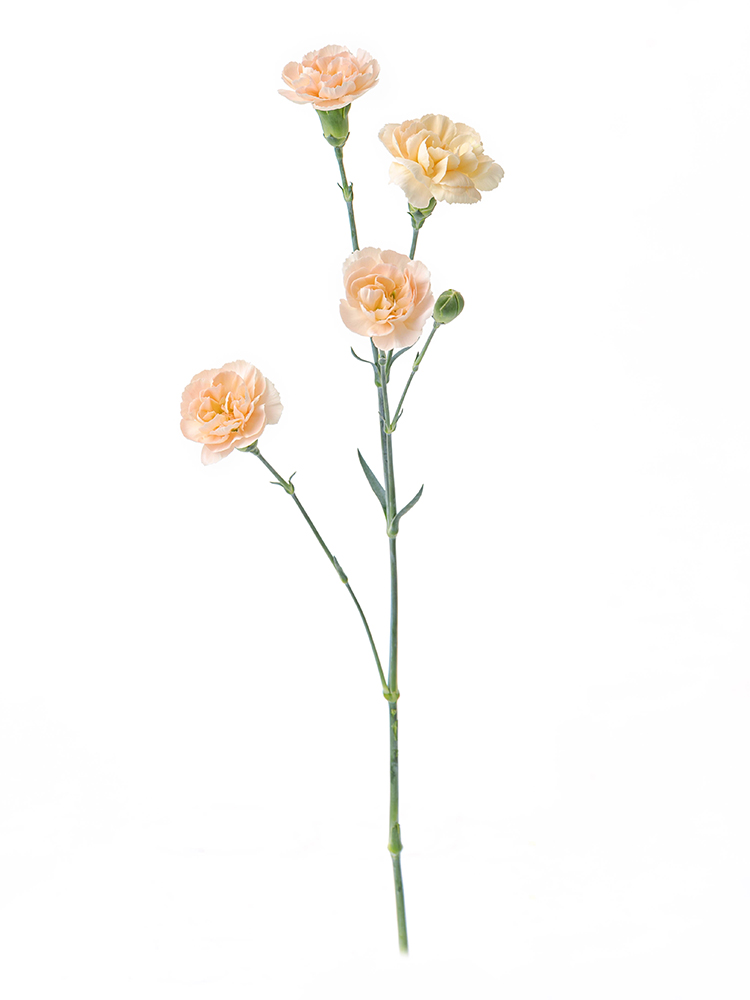 【生花】カーネーション・スプレー(クリーム) 品種おまかせ1本