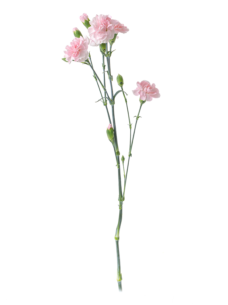 【生花】カーネーション(スプレー)　品種おまかせ(薄ピンク)の商品特性