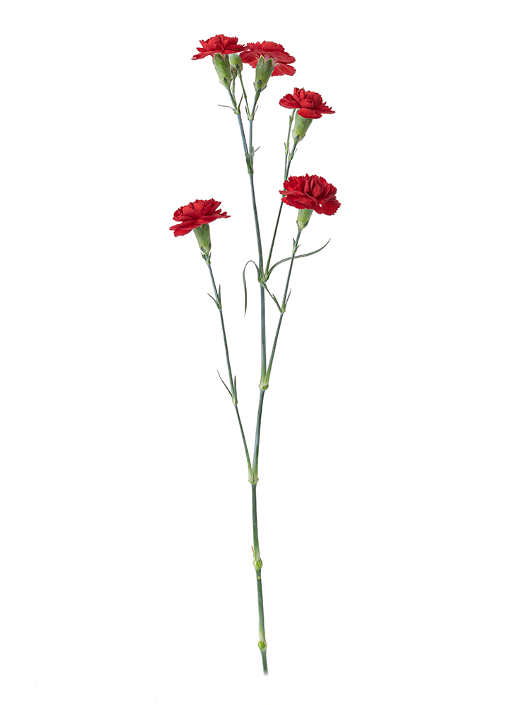 【生花】カーネーション(スプレー) ピアフ1本