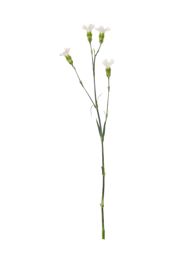 生花】スプレーカーネーション スタースノーテッシノ【白/60cm