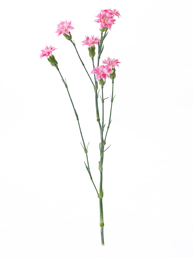 【生花】カーネーション(スプレー) スターチェリーテッシノ1本