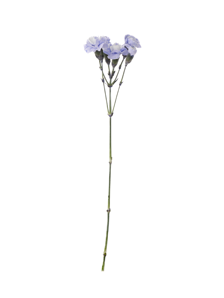 【入荷花材】スプレーカーネーション ティントラベンダー1本