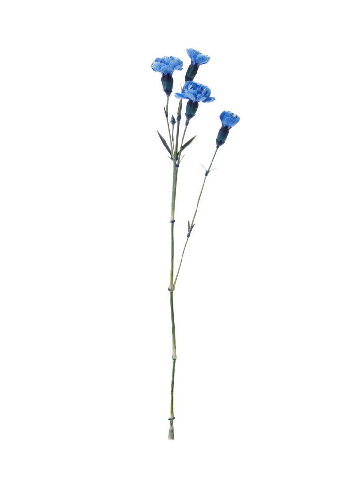 生花】スプレーカーネーション ティントロイヤルブルー【青/60cm