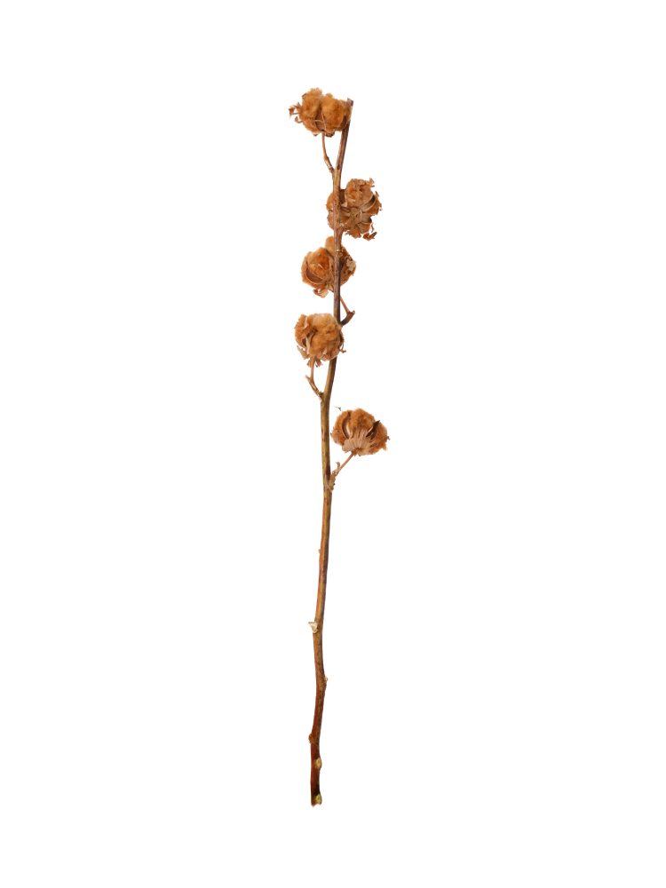 【入荷花材】コットンツリー ブラウン1本