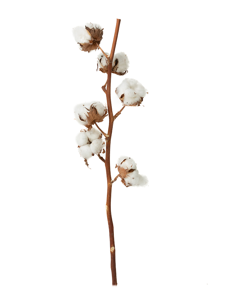 【生花】コットンツリー(白) 品種おまかせ【60cm/イスラエル】｜Flower Smith Market（フラワースミスマーケット）