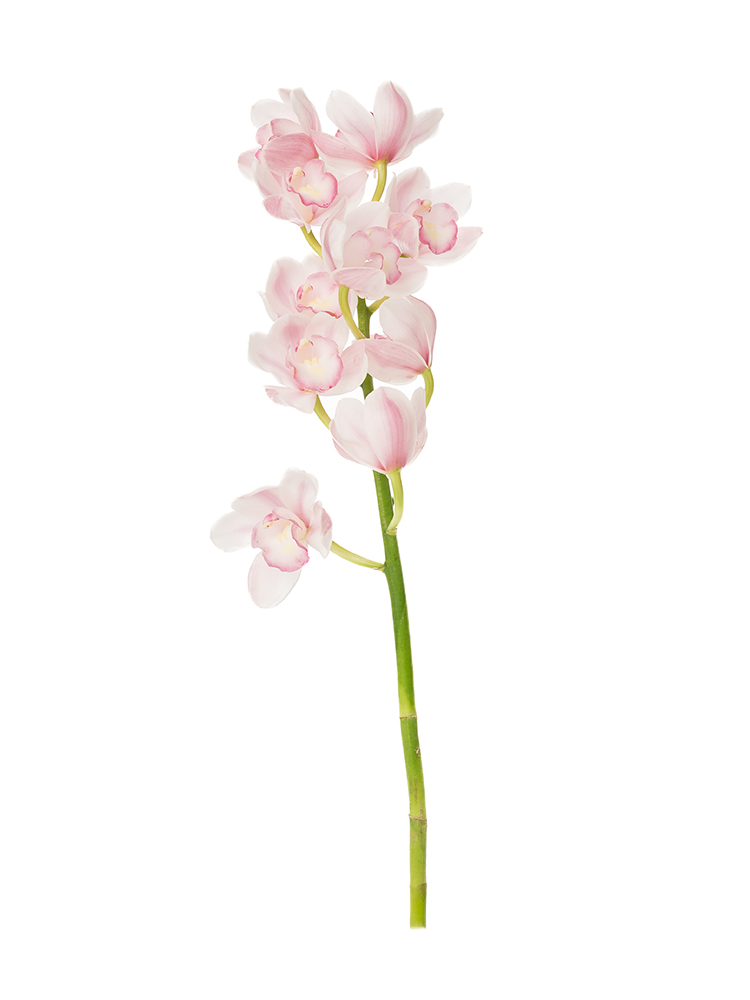生花】シンビジウム 愛子さま【薄ピンク/60cm/徳島県】｜Flower