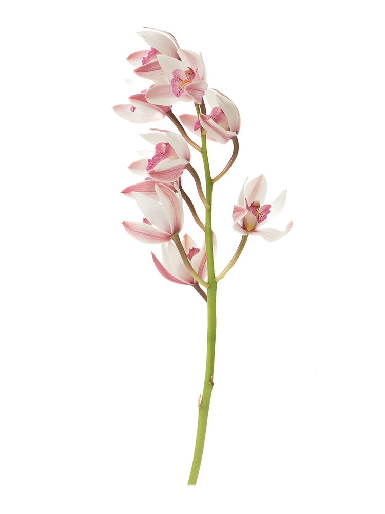 【生花】シンビジウム　クイーン1本