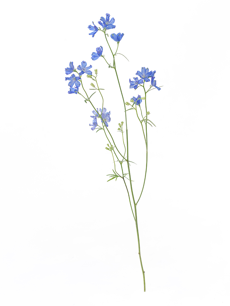 生花】スプレーデルフィニウム(青) 品種おまかせ【50cm/愛知県 生花】スプレーデルフィニウム(青) 品種おまかせ【50cm/愛知県