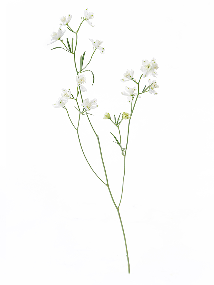 【生花】デルフィニウム・スプレー(白) 品種おまかせ1本