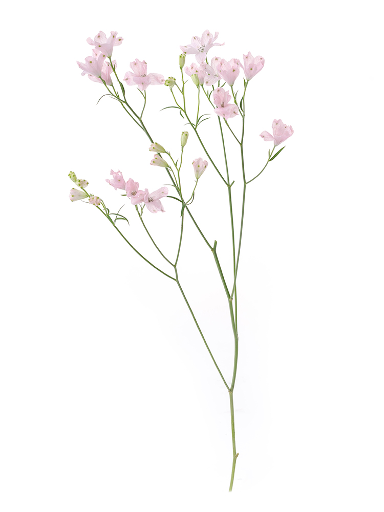 【生花】デルフィニウム(スプレー) スーパーハッピー1本