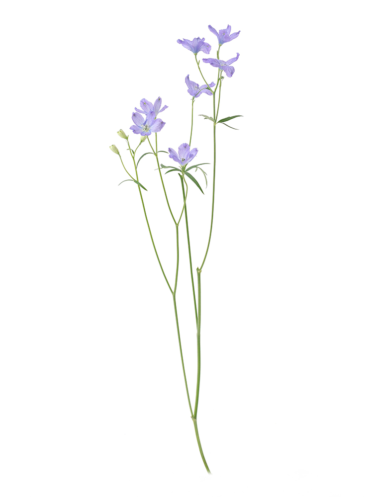 【生花】デルフィニウム(スプレー) スーパーラベンダー1本