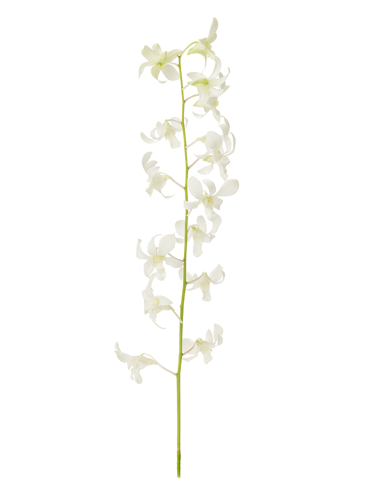 【生花】デンファレ ジャックハワイ1本