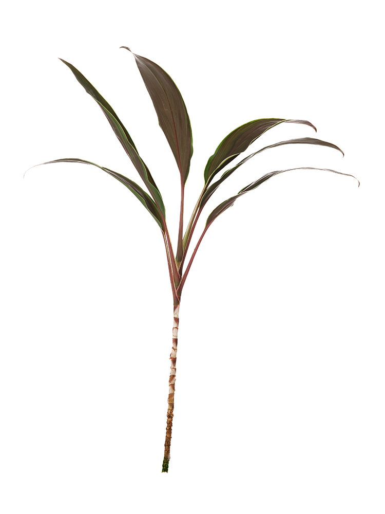 【生花】ドラセナ カプチーノ1本