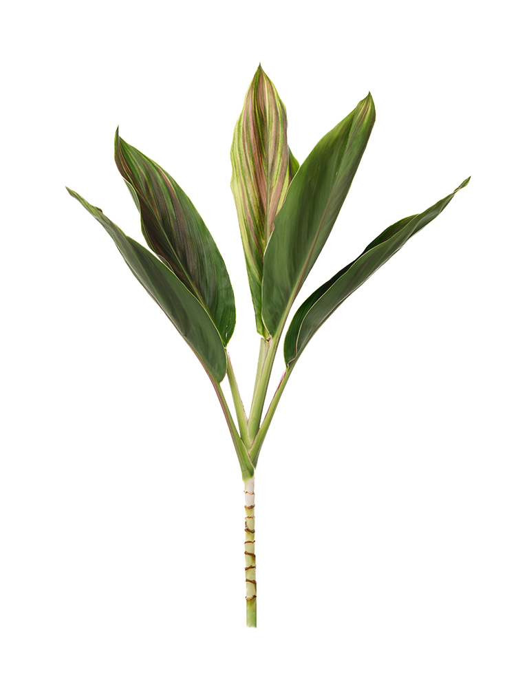 【入荷花材】ドラセナ ハワイアンフラッグ1本