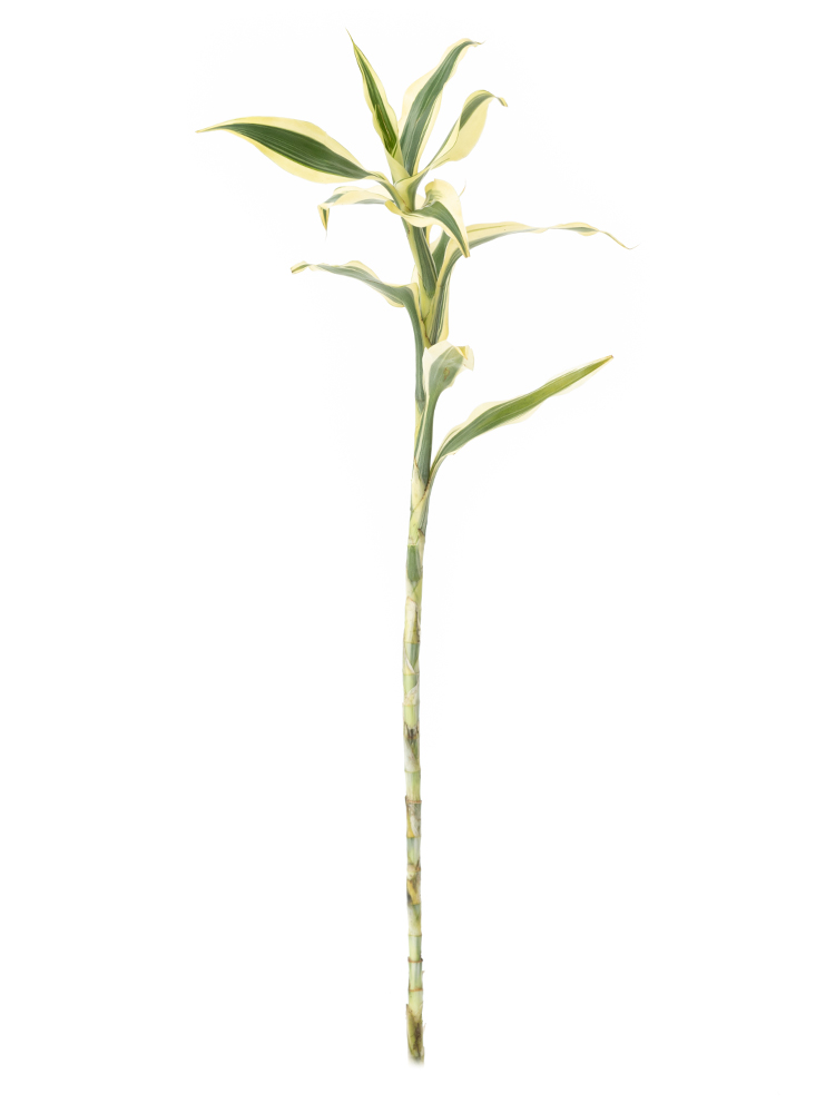 【入荷花材】ドラセナ　サンデリーアーナホワイト1本