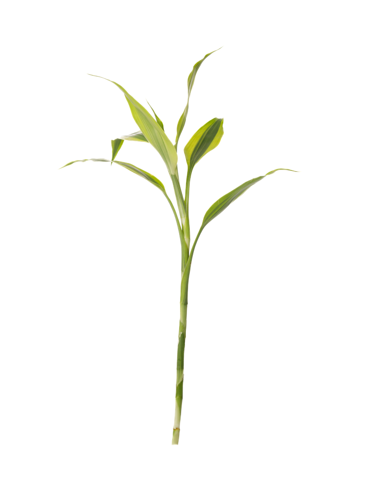 【生花】ドラセナ サンデリーゴールド1本