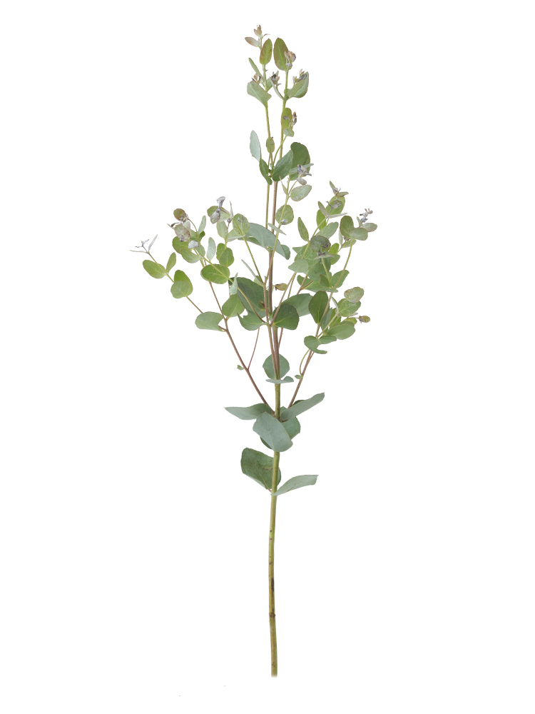 【生花】ユーカリ グニユーカリ1本