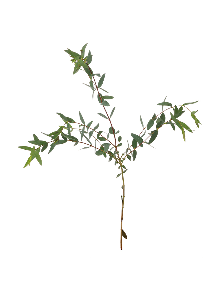 【生花】ユーカリ パルプラ1本