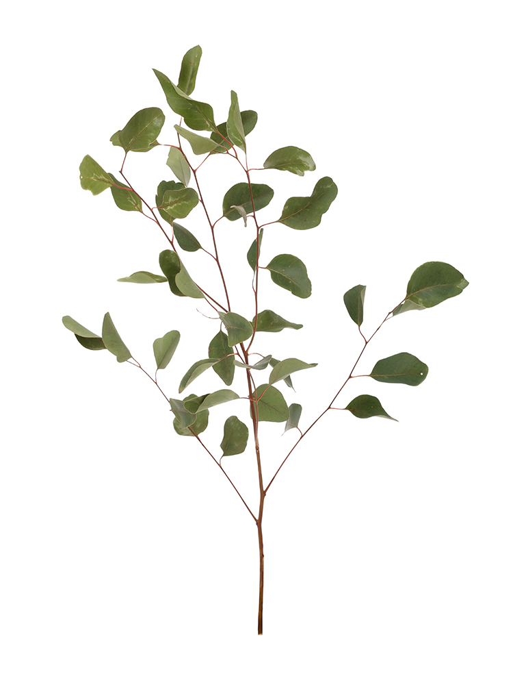 【入荷花材】ユーカリ　ポポラスリーフ1本