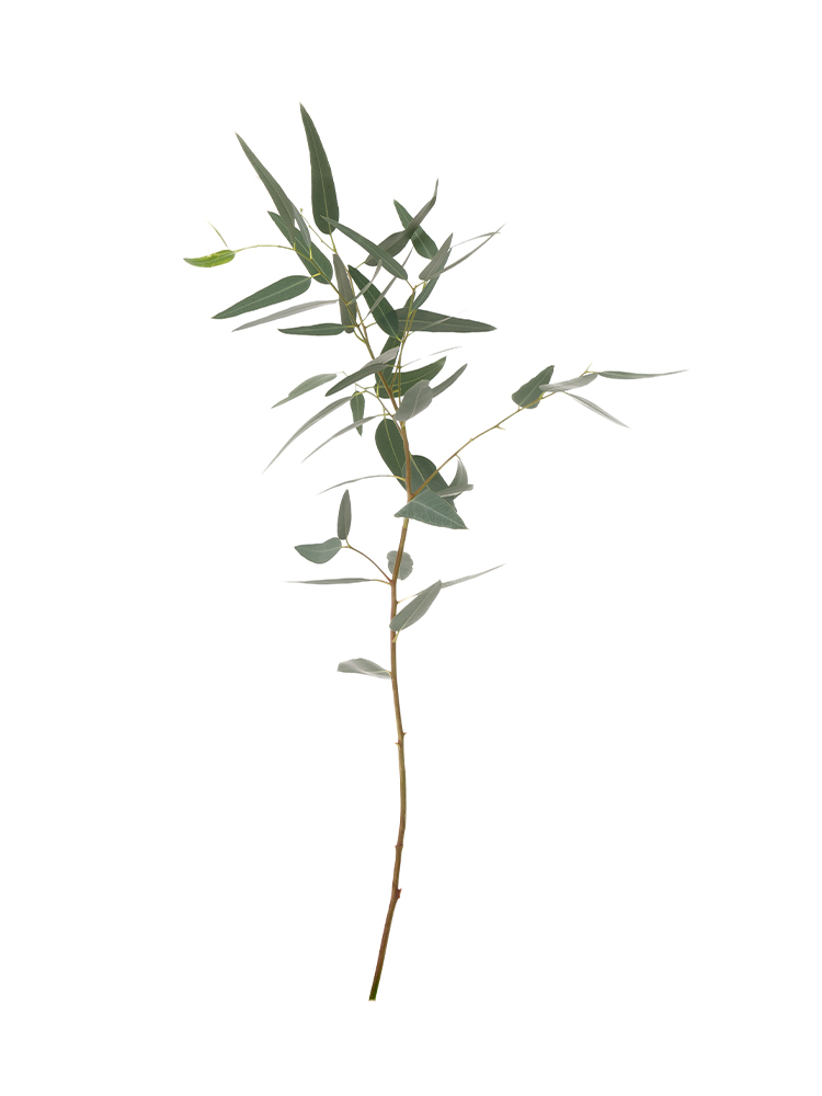 【入荷花材】ユーカリ ササバユーカリ1本