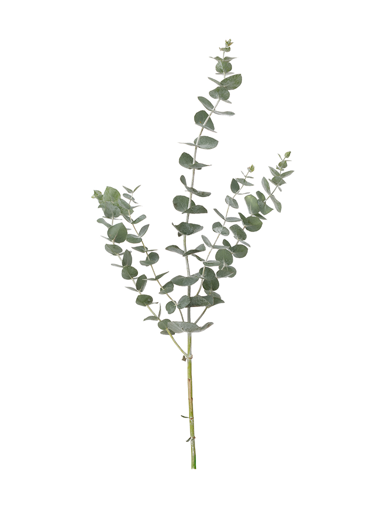 【生花】ユーカリ 銀世界1本