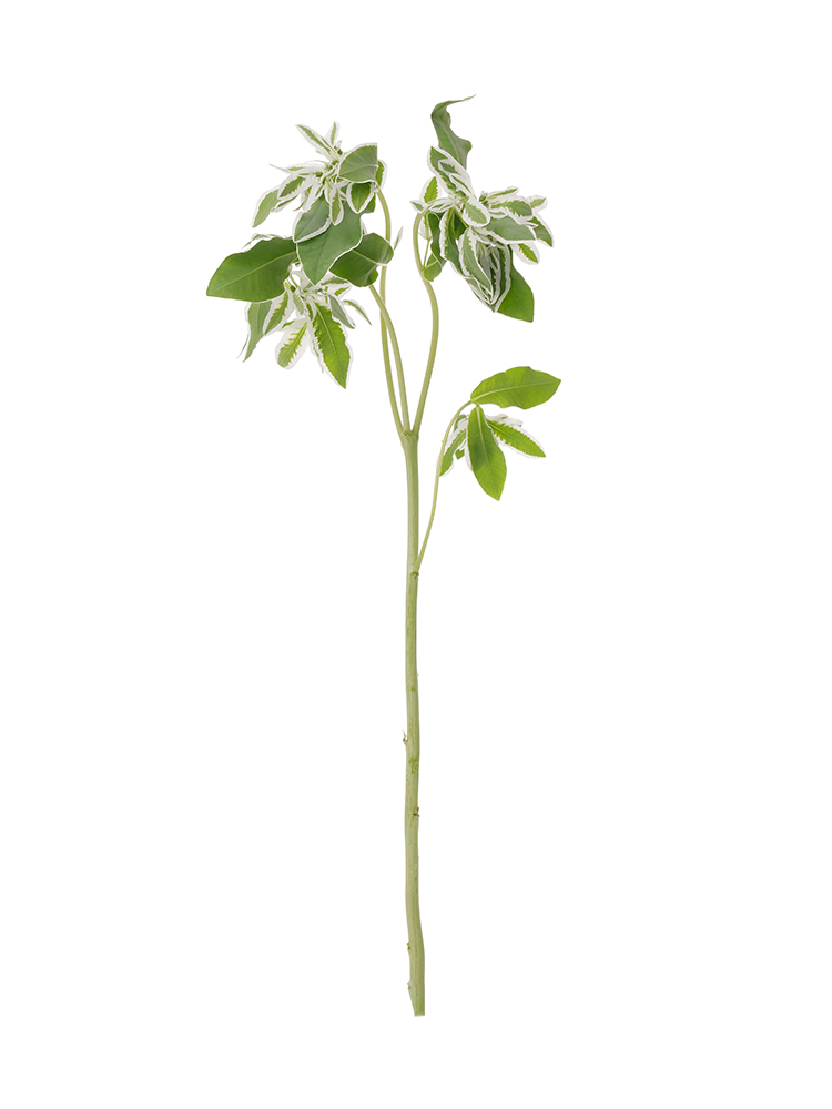 【生花】ユーフォルビア 氷河1本