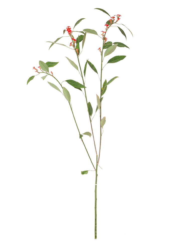 【生花】ユーフォルビア(フルゲンス)赤 品種おまかせ1本