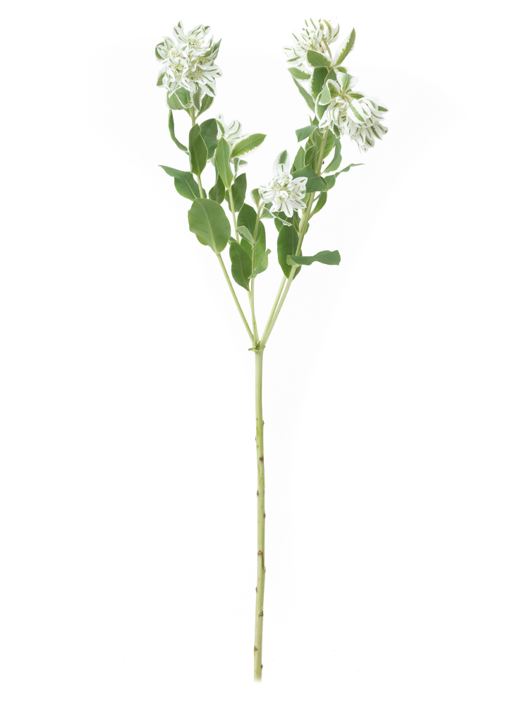 【生花】ユーフォルビア 初雪草1本