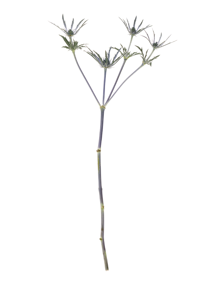 【生花】エリンジューム ブルーベル1本