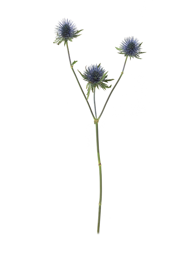 【生花】エリンジューム マグネータ1本