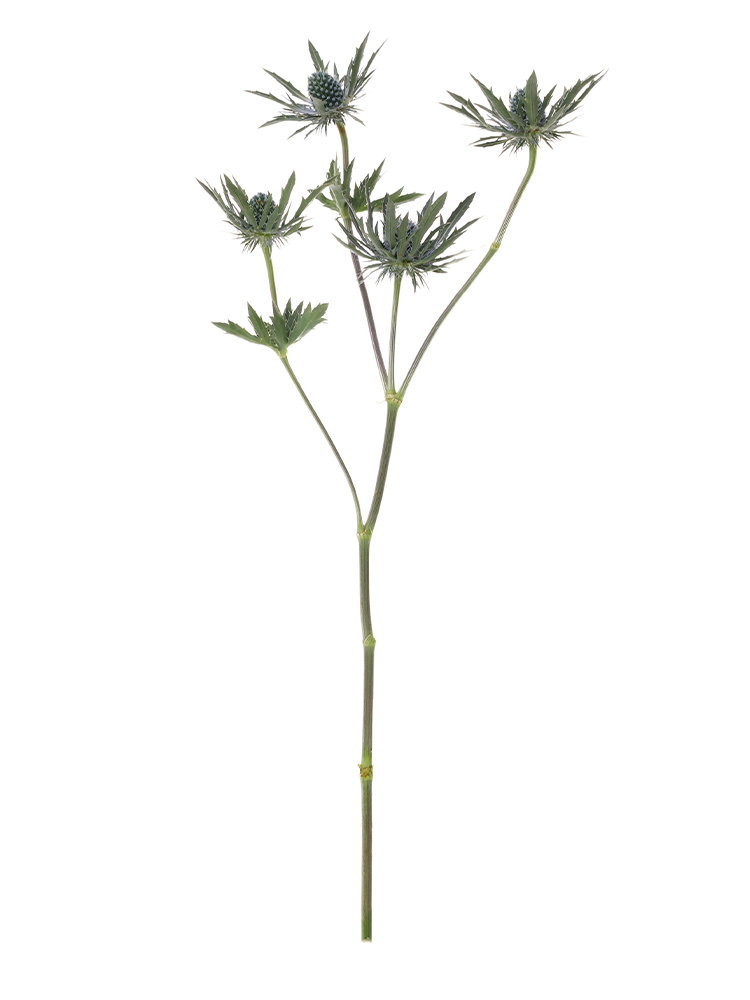 【生花】エリンジューム オリオン1本