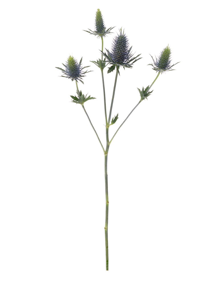 【入荷花材】エリンジューム　スーパーノバ1本